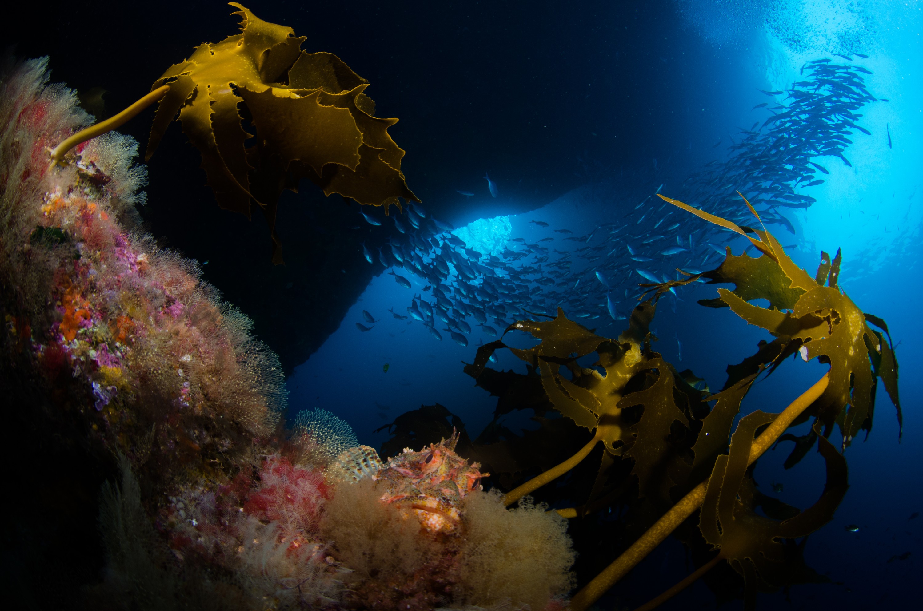 DSC_2202 – crispin, nz, new, zealand, new zealand, aug16_cm, poor, knights, reef, Northern, scorpionfish, Scorpaena, cardinalis, algae, bryozoan
